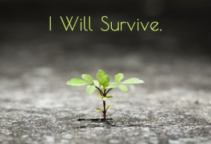 survivor