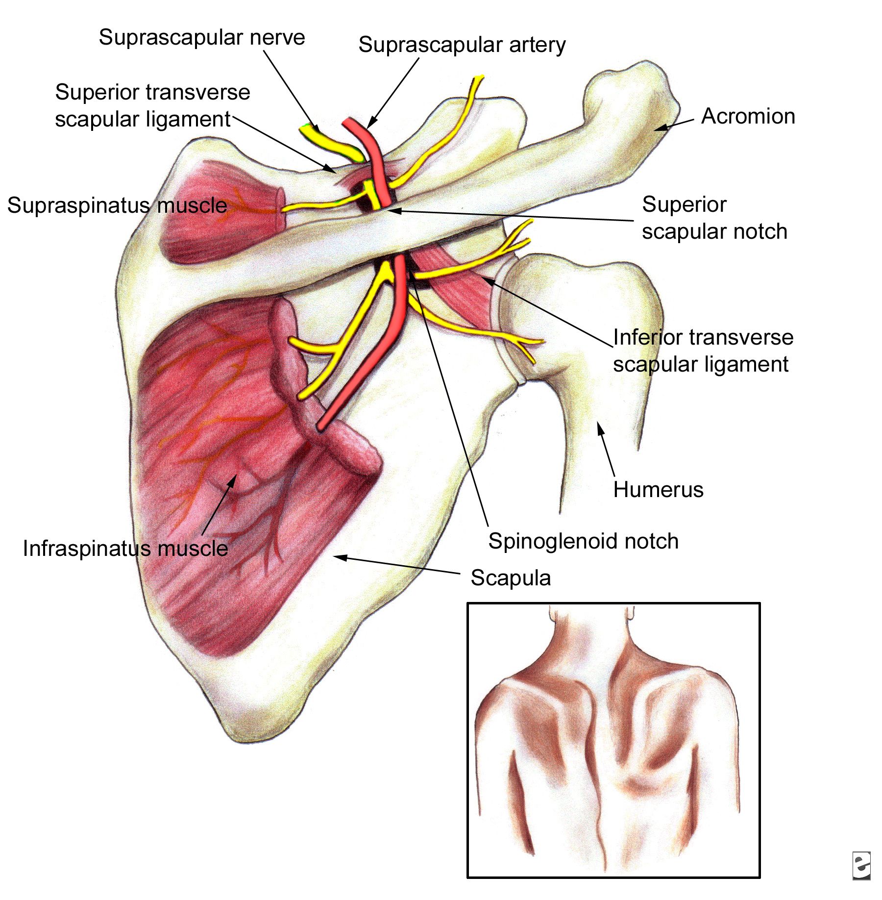 suprascapular